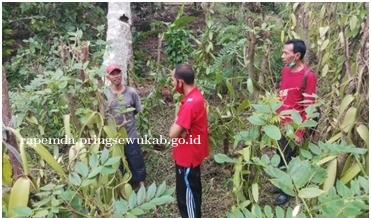 Dinas Pertanian Tinjau Tanaman Vanili di Kabupaten Tanggamus